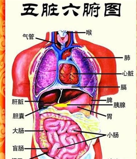 五腑|五脏六腑（人体器官）